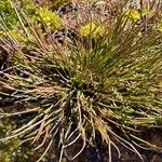 Juncus bulbosus 葉