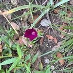 Callirhoe involucrata Flower