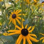 Rudbeckia fulgidaFlor