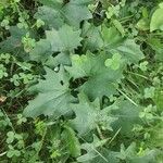 Arnoglossum atriplicifolium Leaf