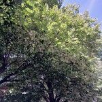 Tilia tomentosa Агульны выгляд