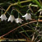 Acis longifolia Квітка