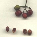 Psychotria panamensis Other