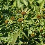 Bidens radiata Flor