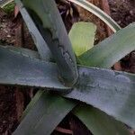 Agave asperrima Yaprak