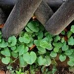 Campanula carpatica Ліст