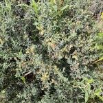 Heliotropium bacciferum Hábito