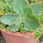 Kalanchoe laxiflora Folha