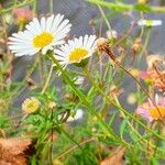 Erigeron karvinskianus葉