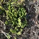 Lycopodium alpinum Deilen