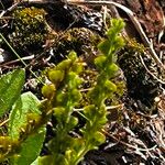 Veronica officinalisLeaf