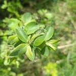 Salix aurita Liść