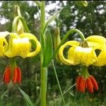 Lilium pyrenaicum 花