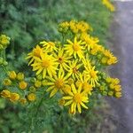 Senecio squalidusFlower