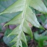 Woodwardia radicans Leaf