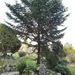 Abies nebrodensis Vivejo