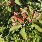 Viburnum nudum Fruit