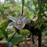 Dendrobium crumenatum Кветка