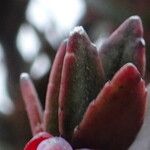 Vaccinium floribundum Leaf