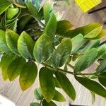 Zamioculcas zamiifoliaपत्ता