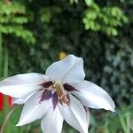 Gladiolus murielae Květ