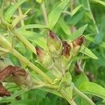 Penstemon hartwegii Meyve