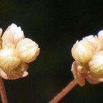 Radiola linoides Floro