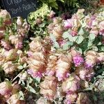 Origanum scabrum Flower