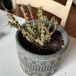 Euphorbia aeruginosa Blatt