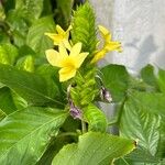 Barleria oenotheroides 花