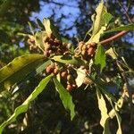 Searsia gueinzii Fruit