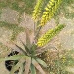 Aloe vera 形態