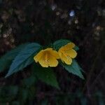 Pavonia sepium Flower