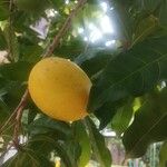 Pouteria caimito Fruit