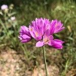 Allium roseum Цвят
