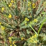 Ulex minorFlor