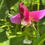 Lathyrus grandiflorus Blodyn