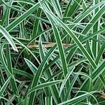 Carex morrowii 葉