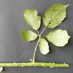 Rubus questieri Blad