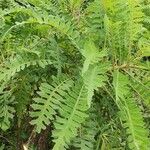 Sonchus canariensis Habitus