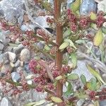 Lipandra polysperma Kukka