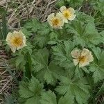 Trollius laxus Virág