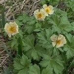 Trollius laxus Kvet