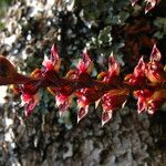 Bulbophyllum nigericum Květ