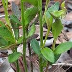 Dampiera stricta Feuille