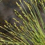 Carex canescens Natur