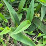 Commelina africana Leaf