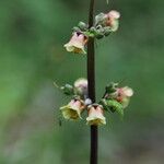 Scrophularia trifoliata Libunga