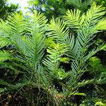 Cephalotaxus harringtonii पत्ता