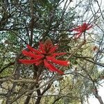 Erythrina americana Floare